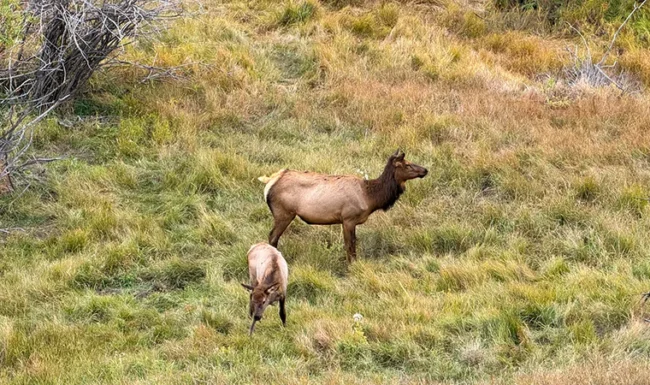 Two cow elk standing in a meadow at Centennial Open Space at Knoll-Willows
