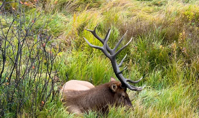 Bull elk resting in tall grass at Knoll-Willows