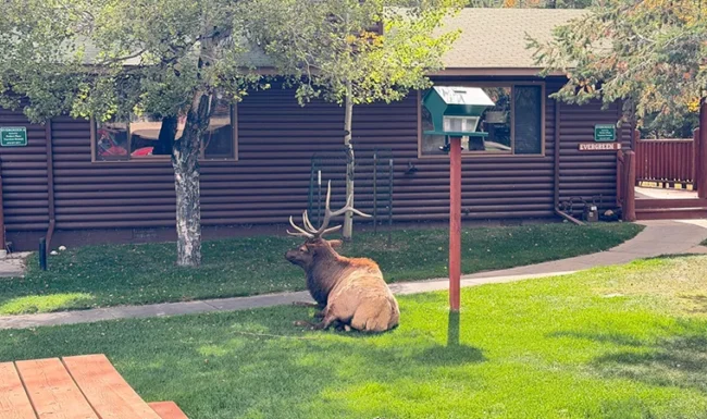 Bull elk resting on the lawn of a home off Fall River Road