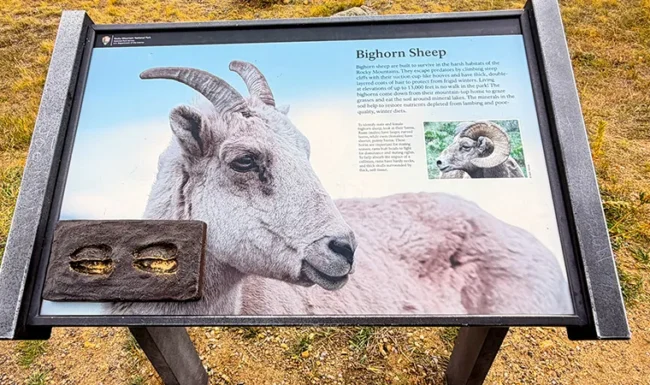 Bighorn sheep interpretive sign at Sheep Lakes