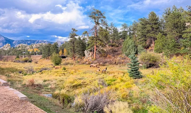 Elk herd resting and grazing in Knoll-Willows