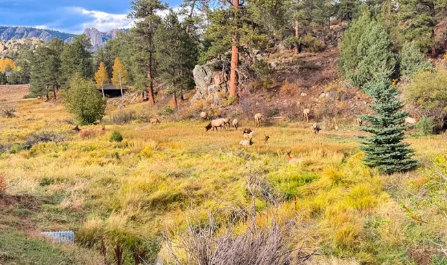 Elk grazing and resting in a meadow at Knoll-Willows