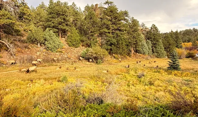 Elk grazing and resting in a meadow at Knoll-Willows