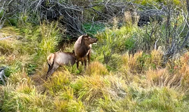 Cow elk with nursing calf in Knoll-Willows