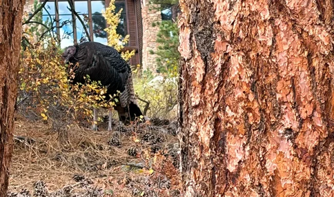 Tom turkey beside a lodge along Fall River Road in Estes Park