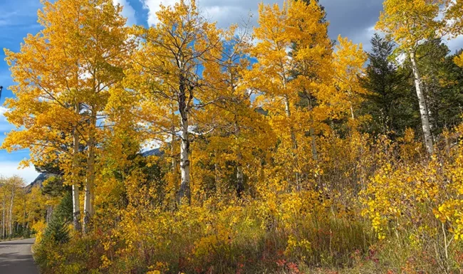 Golden aspen trees beside Fall River Road near Estes Park