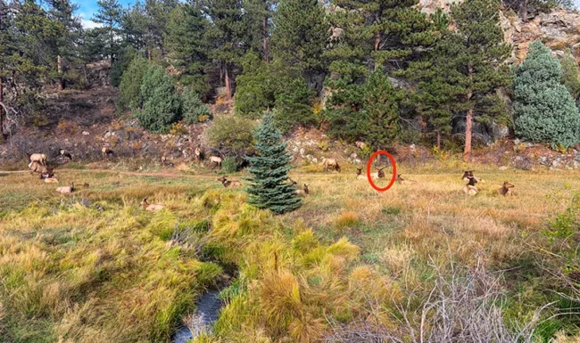 Bull elk (circled in red) with his harem grazing and resting in a Knoll-Willows meadow