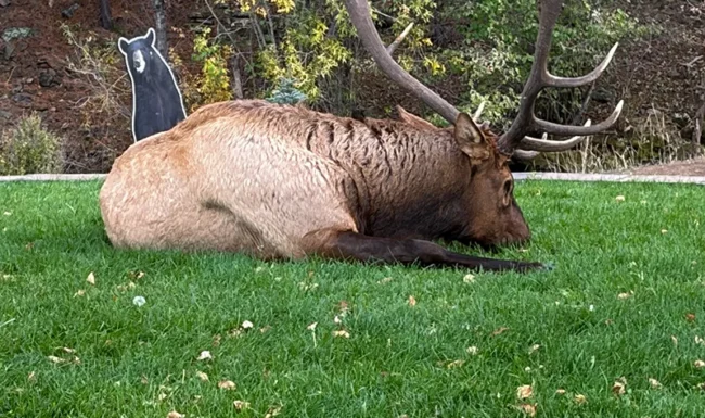 Bull elk resting on a grass area in downtown Estes Park