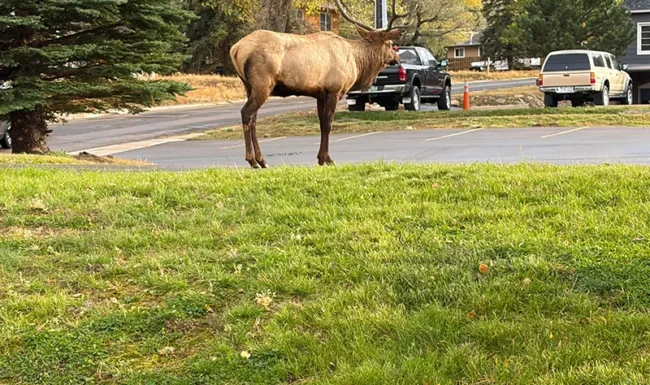Bull elk standing in a church parking lot in downtown Estes Park